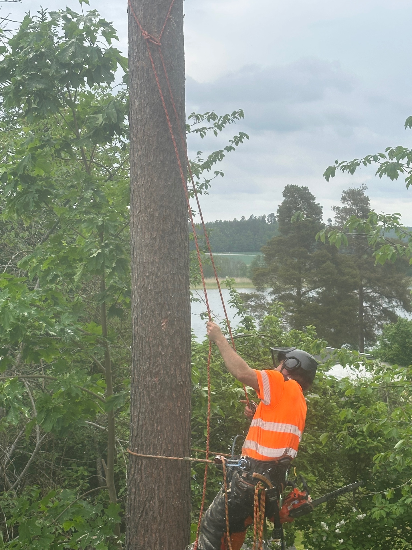 Arborist utför sektionsfällning av träd vid sjö i Dalarö