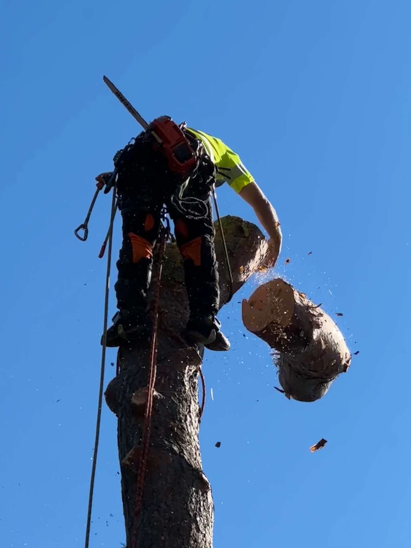 Arborist sektionsfäller en tall med klätterteknik